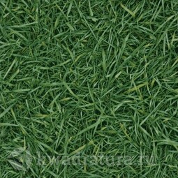 Линолеум Ivc Neo Grass 25